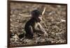 A new born chacma baboon (Papio ursinus), Chobe National Park, Botswana, Africa-Sergio Pitamitz-Framed Photographic Print