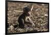 A new born chacma baboon (Papio ursinus), Chobe National Park, Botswana, Africa-Sergio Pitamitz-Framed Photographic Print