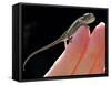 A New Born Veiled Chameleon Poses on the Hand of a Keeper-null-Framed Stretched Canvas