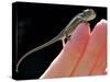 A New Born Veiled Chameleon Poses on the Hand of a Keeper-null-Stretched Canvas