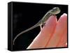 A New Born Veiled Chameleon Poses on the Hand of a Keeper-null-Framed Stretched Canvas