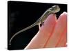 A New Born Veiled Chameleon Poses on the Hand of a Keeper-null-Stretched Canvas