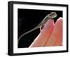 A New Born Veiled Chameleon Poses on the Hand of a Keeper-null-Framed Photographic Print