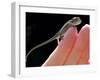 A New Born Veiled Chameleon Poses on the Hand of a Keeper-null-Framed Photographic Print