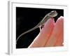 A New Born Veiled Chameleon Poses on the Hand of a Keeper-null-Framed Photographic Print