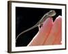 A New Born Veiled Chameleon Poses on the Hand of a Keeper-null-Framed Photographic Print