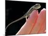 A New Born Veiled Chameleon Poses on the Hand of a Keeper-null-Mounted Photographic Print