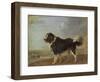 A Newfoundland Dog on a Seashore-Edmund Bristow-Framed Giclee Print