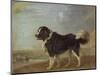 A Newfoundland Dog on a Seashore-Edmund Bristow-Mounted Giclee Print