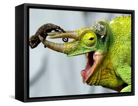 A Newly Born Jackson's Chameleon Rests on its Dad's Horns-null-Framed Stretched Canvas