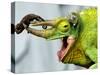 A Newly Born Jackson's Chameleon Rests on its Dad's Horns-null-Stretched Canvas