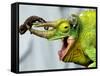 A Newly Born Jackson's Chameleon Rests on its Dad's Horns-null-Framed Stretched Canvas
