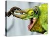 A Newly Born Jackson's Chameleon Rests on its Dad's Horns-null-Stretched Canvas