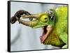 A Newly Born Jackson's Chameleon Rests on its Dad's Horns-null-Framed Stretched Canvas