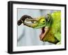 A Newly Born Jackson's Chameleon Rests on its Dad's Horns-null-Framed Premium Photographic Print