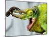 A Newly Born Jackson's Chameleon Rests on its Dad's Horns-null-Mounted Premium Photographic Print