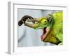 A Newly Born Jackson's Chameleon Rests on its Dad's Horns-null-Framed Photographic Print