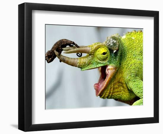A Newly Born Jackson's Chameleon Rests on its Dad's Horns-null-Framed Photographic Print