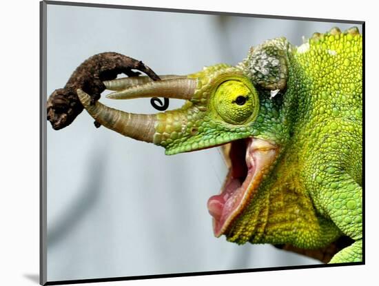 A Newly Born Jackson's Chameleon Rests on its Dad's Horns-null-Mounted Photographic Print