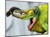 A Newly Born Jackson's Chameleon Rests on its Dad's Horns-null-Mounted Photographic Print