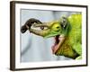 A Newly Born Jackson's Chameleon Rests on its Dad's Horns-null-Framed Photographic Print