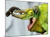 A Newly Born Jackson's Chameleon Rests on its Dad's Horns-null-Mounted Photographic Print