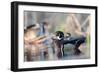 A Nice Drake Wood Duck in the Spring-Steve Oehlenschlager-Framed Photographic Print