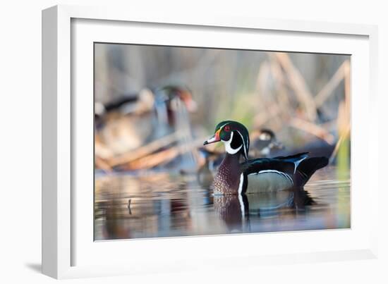 A Nice Drake Wood Duck in the Spring-Steve Oehlenschlager-Framed Photographic Print