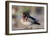 A Nice Drake Wood Duck in the Spring-Steve Oehlenschlager-Framed Photographic Print