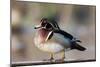 A Nice Drake Wood Duck in the Spring-Steve Oehlenschlager-Mounted Photographic Print