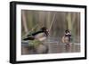 A Nice Drake Wood Duck in the Spring-Steve Oehlenschlager-Framed Photographic Print