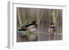 A Nice Drake Wood Duck in the Spring-Steve Oehlenschlager-Framed Photographic Print