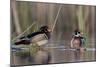 A Nice Drake Wood Duck in the Spring-Steve Oehlenschlager-Mounted Photographic Print