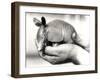 A Nine-Banded Armadillo, or Nine-Banded Long-Nosed Armadillo, Circa August 1926-Frederick William Bond-Framed Photographic Print