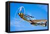 A North American P-51D Mustang in Flight Near Chino, California-null-Framed Stretched Canvas