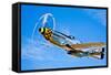 A North American P-51D Mustang in Flight Near Chino, California-null-Framed Stretched Canvas