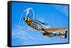 A North American P-51D Mustang in Flight Near Chino, California-null-Framed Stretched Canvas