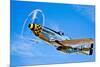 A North American P-51D Mustang in Flight Near Chino, California-null-Mounted Photographic Print