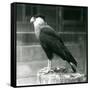 A Northern Crested Caracara Standing on a Log at London Zoo, September 1925 (B/W Photo)-Frederick William Bond-Framed Stretched Canvas