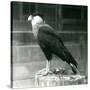 A Northern Crested Caracara Standing on a Log at London Zoo, September 1925 (B/W Photo)-Frederick William Bond-Stretched Canvas