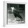 A Northern Crested Caracara Standing on a Log at London Zoo, September 1925 (B/W Photo)-Frederick William Bond-Framed Giclee Print