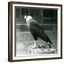 A Northern Crested Caracara Standing on a Log at London Zoo, September 1925 (B/W Photo)-Frederick William Bond-Framed Giclee Print