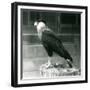 A Northern Crested Caracara Standing on a Log at London Zoo, September 1925 (B/W Photo)-Frederick William Bond-Framed Giclee Print
