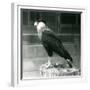 A Northern Crested Caracara Standing on a Log at London Zoo, September 1925 (B/W Photo)-Frederick William Bond-Framed Giclee Print