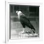 A Northern Crested Caracara Standing on a Log at London Zoo, September 1925 (B/W Photo)-Frederick William Bond-Framed Giclee Print