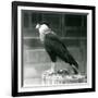 A Northern Crested Caracara Standing on a Log at London Zoo, September 1925 (B/W Photo)-Frederick William Bond-Framed Giclee Print