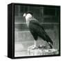 A Northern Crested Caracara Standing on a Log at London Zoo, September 1925 (B/W Photo)-Frederick William Bond-Framed Stretched Canvas