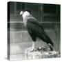 A Northern Crested Caracara Standing on a Log at London Zoo, September 1925 (B/W Photo)-Frederick William Bond-Stretched Canvas