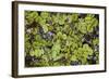 A Northern Cricket Frog in Jean Lafitte National Park and Preserve, New Orleans, Louisiana-Neil Losin-Framed Photographic Print