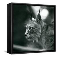 A Northern Lynx at London Zoo, July 1925 (B/W Photo)-Frederick William Bond-Framed Stretched Canvas